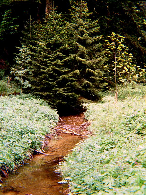 Kesselbach Quellgebiet (Pfänder A)